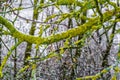 Tree branch on a winter snowy morning Royalty Free Stock Photo