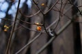 Tree branch yellow berry wood fence autumn nature outdoors