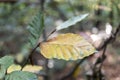 Tree branch with yellow leaves in the autumn park. Royalty Free Stock Photo