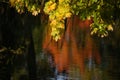 Tree branch with yellow leaves over water Royalty Free Stock Photo