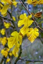 Tree branch with yellowed leaves in the autumn