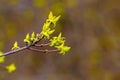 Tree branch with young green leaves, buds on a blurred background in sunny weather Royalty Free Stock Photo