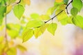Tree branch with young green leaves on a Sunny background Royalty Free Stock Photo