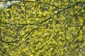 Tree branch with young green leaves on sunny day Royalty Free Stock Photo