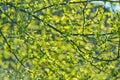 Tree branch with young green leaves on sunny day Royalty Free Stock Photo