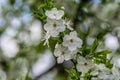 A branch with white flowering in spring Royalty Free Stock Photo