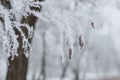 Tree branche in the hoarfrost.