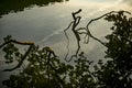 Tree branches above the water, reflected in the water Royalty Free Stock Photo