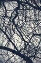Tree branches big scary tree branches shadows black and white. Royalty Free Stock Photo