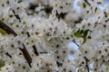 Tree branches with abundant white blooms Royalty Free Stock Photo