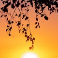 Tree branches against the backdrop of a sunny sunset on the horizon. Natural landscape. Background image. Royalty Free Stock Photo