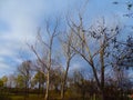 Tree branches against a background of cloudy, November, blue sky.