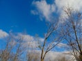 Tree branches against a background of cloudy, November, blue sky.