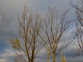 Tree branches against a background of cloudy, November, blue sky. Royalty Free Stock Photo
