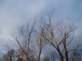 Tree branches against a background of cloudy, November, blue sky.