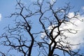 Tree branches against blue sky Royalty Free Stock Photo