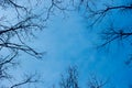 Tree branches against the blue sky. Abstract nature background. Royalty Free Stock Photo