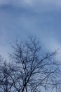 Tree branches against the blue sky. Abstract nature background. Royalty Free Stock Photo