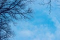 Tree branches against the blue sky. Abstract nature background. Royalty Free Stock Photo