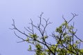 Tree branches against a blue sky background. Bare tree branches and with green leaves Royalty Free Stock Photo