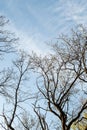 Tree branches against the blue sky. In spring, without leaves. Royalty Free Stock Photo