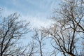 Tree branches against the blue sky. In spring, without leaves. Royalty Free Stock Photo