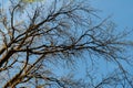 Tree branches against the blue sky. In spring, without leaves. Royalty Free Stock Photo