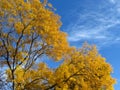 Golden yellow tree leaves on blue sky background. Sun light. Autumn, fall season, nature, hot sunny warm weather. Royalty Free Stock Photo