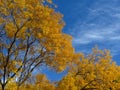 Golden yellow tree leaves on blue sky background. Sun light. Autumn, fall season, nature, hot sunny warm weather. Royalty Free Stock Photo