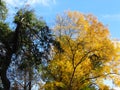 Green golden yellow tree leaves on blue sky background. Sun light. Autumn, fall season, nature, hot sunny warm weather. Royalty Free Stock Photo