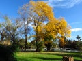 Tree branches against bright vivid blue sky and light thin clouds. Autumn in the park. Royalty Free Stock Photo