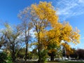 Tree branches against bright vivid blue sky and light thin clouds. Autumn in the park. Royalty Free Stock Photo