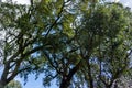 Tree branches against a cloudy sky Royalty Free Stock Photo