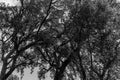 Tree branches against a cloudy sky. black White. Royalty Free Stock Photo
