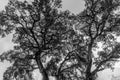 Tree branches against a cloudy sky. black White. Royalty Free Stock Photo