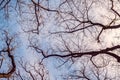 Tree branches against cloudy sky Royalty Free Stock Photo