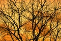 Tree branches against the sunset sky. Outline of branches is an Abstract background Royalty Free Stock Photo