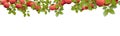 Tree branches apples with ripe fruits on top of picture frame. Garden plant with edible harvest. Branch with foliage and