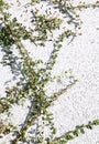 Tree branches on the asphalt. Stylish grey minimalist wallpaper. Bio, nature, green, save planet concept