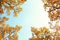 Tree branches with autumn leaves against sky Royalty Free Stock Photo