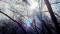 Tree branches on the background of sunlight. Sky, clouds, dawn, sunset. Forest, Park, nature Royalty Free Stock Photo