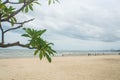 Tree branches at beach in cloudy day Royalty Free Stock Photo