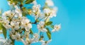 Tree branches with beautiful tiny flowers against blue sky, space for text. Royalty Free Stock Photo