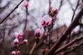 Tree branches with beautiful tiny flowers. Cherry blossoms plenitude. Beautiful floral image of spring nature. Royalty Free Stock Photo