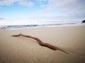 Tree branches being washed away with a macro shot on the sea shore background. Royalty Free Stock Photo