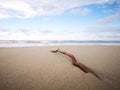 Tree branches being washed away with a macro shot on the sea shore background. Royalty Free Stock Photo