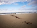 Tree branches being washed away with a macro shot on the sea shore background. Royalty Free Stock Photo