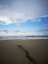 Tree branches being washed away on sandy beach during the low tide, Royalty Free Stock Photo