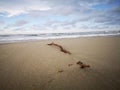 Tree branches being washed up on sea shore during the low tide. Royalty Free Stock Photo