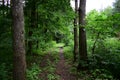 Tree branches bent over the road. Coniferous and deciduous trees grow in the forest. Bright, green grass around